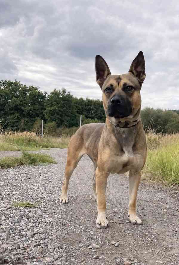 SINDY - kastrovaná fenečka 2 roky  - foto 3