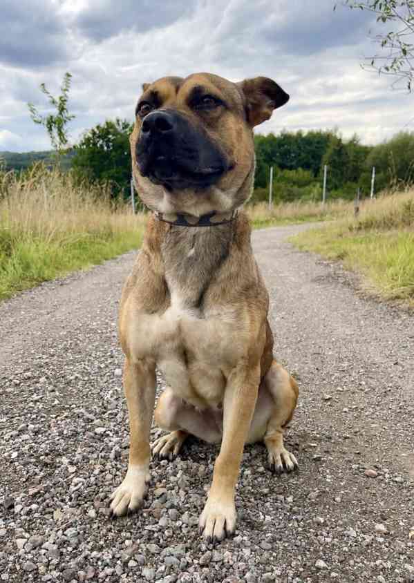 SINDY - kastrovaná fenečka 2 roky  - foto 2