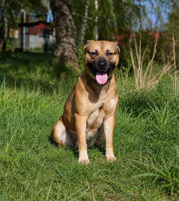 SINDY - fenečka 1,5 roku  - foto 2