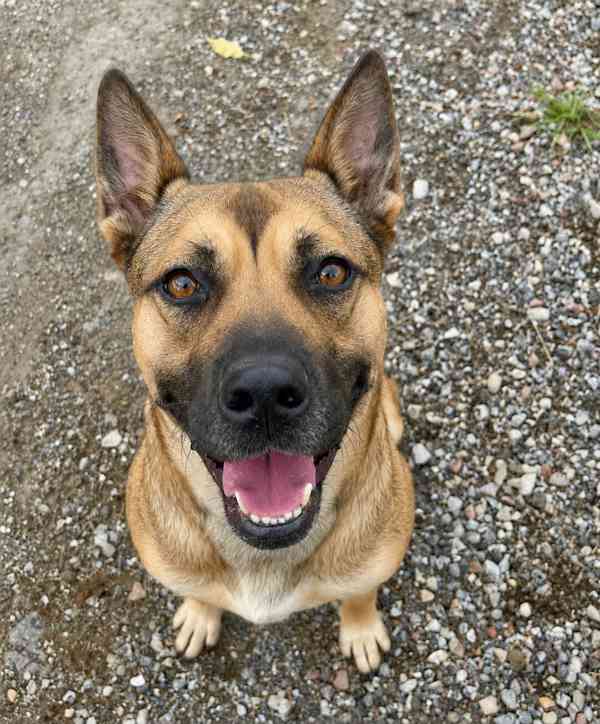 SINDY - kastrovaná fenečka 2 roky  - foto 1
