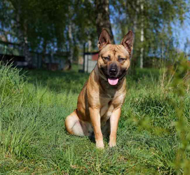 SINDY - fenečka 1,5 roku  - foto 5