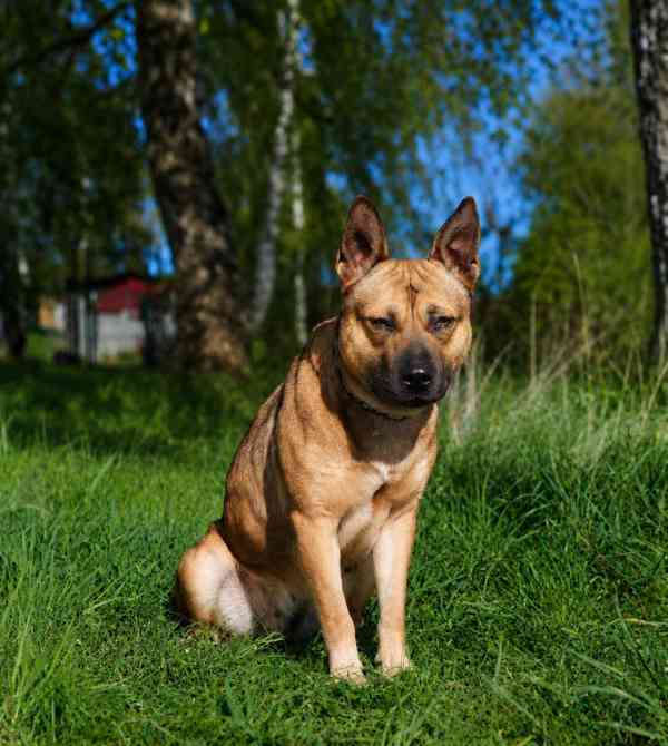 SINDY - fenečka 1,5 roku  - foto 1
