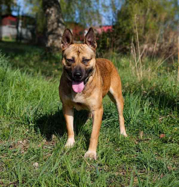 SINDY - fenečka 1,5 roku  - foto 4