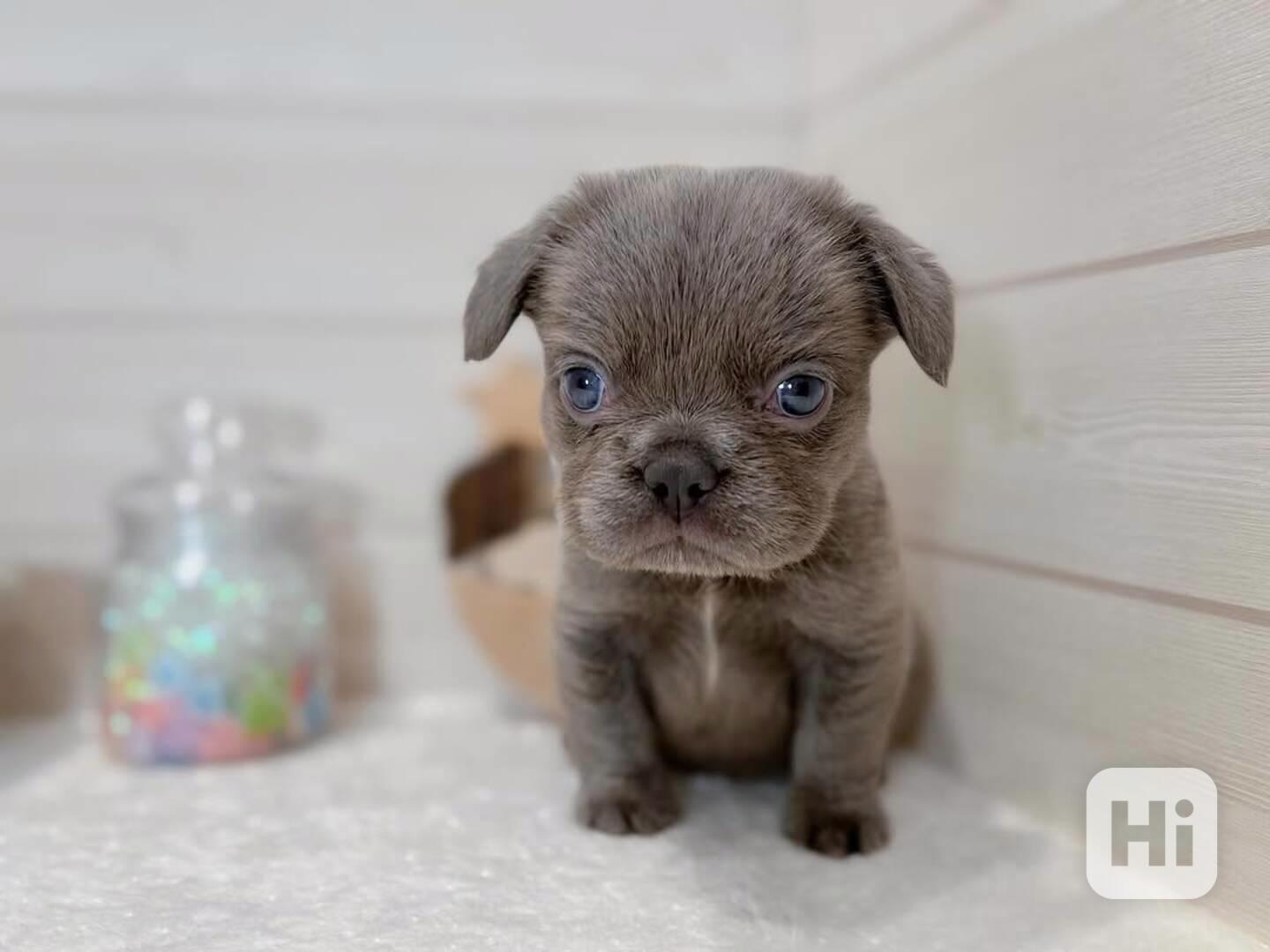 Fenka francouzského buldočka hledá nový domov - foto 1