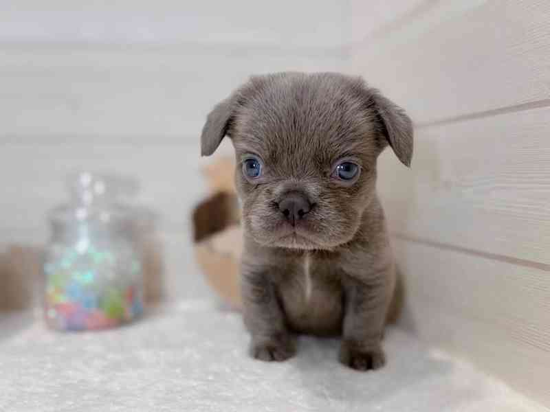Fenka francouzského buldočka hledá nový domov - foto 1