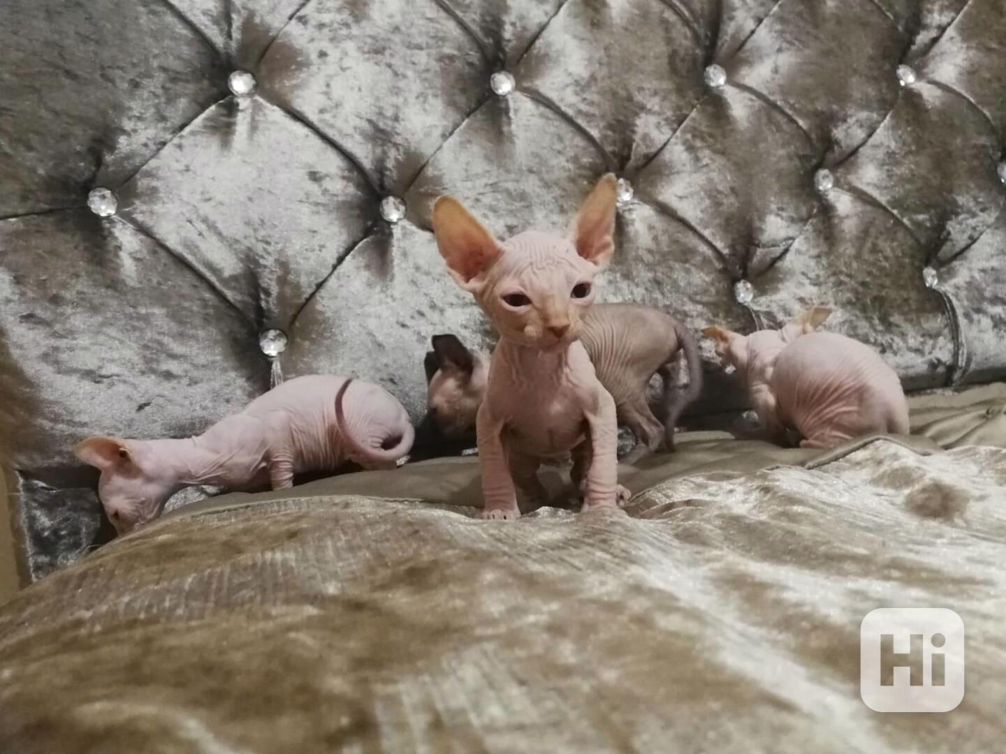 Sphynx hledají nové domo:WhatsApp nás: +447490124950 - foto 1