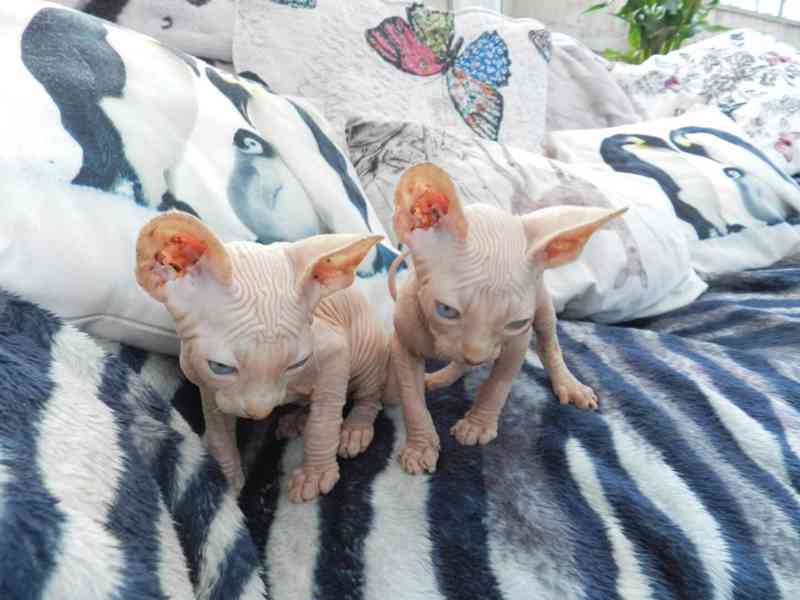 Sphynx hledají nové domo:WhatsApp nás: +447490124950 - foto 4