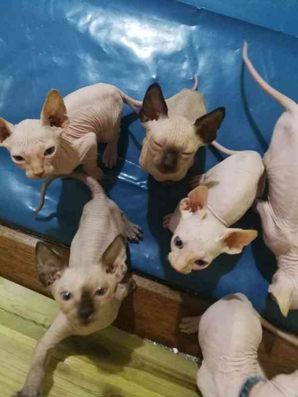 Sphynx hledají nové domo:WhatsApp nás: +447490124950 - foto 2