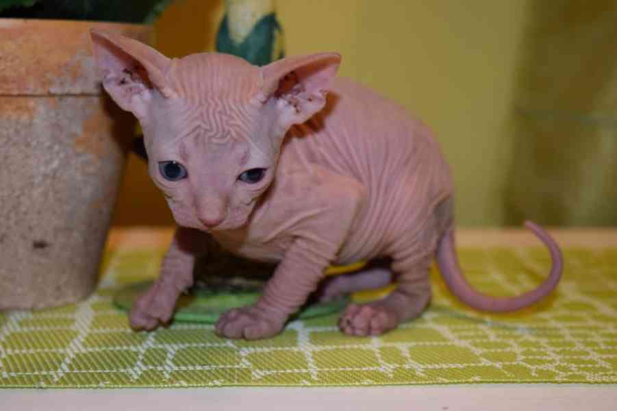 Sphynx hledají nové domo:WhatsApp nás: +447490124950 - foto 3