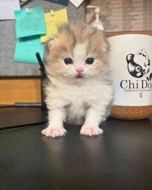 Koťata britských krátkosrstých munchkinů k adopci - foto 2