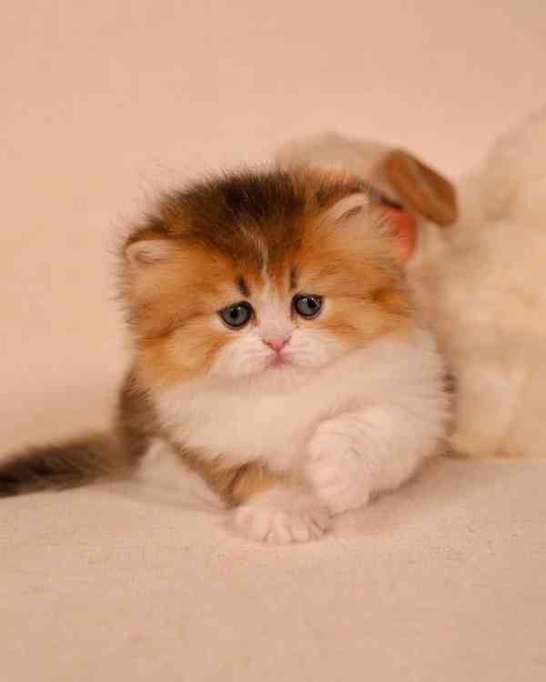 Koťata britských krátkosrstých munchkinů k adopci - foto 3