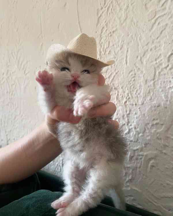 Koťata britských krátkosrstých munchkinů k adopci - foto 4