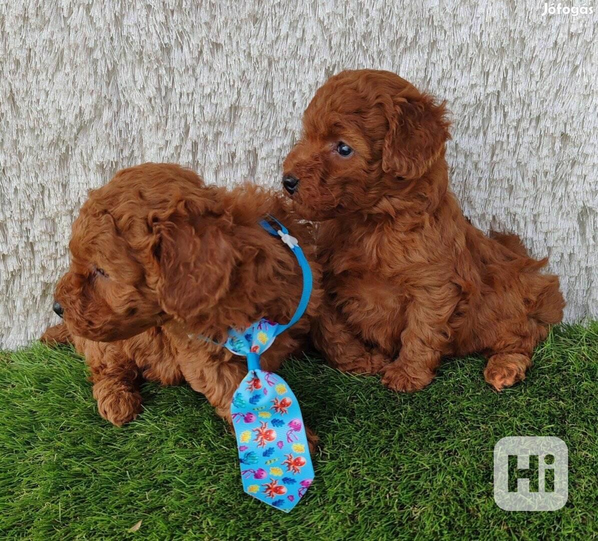 Dvě roztomilá štěňátka pudla - foto 1