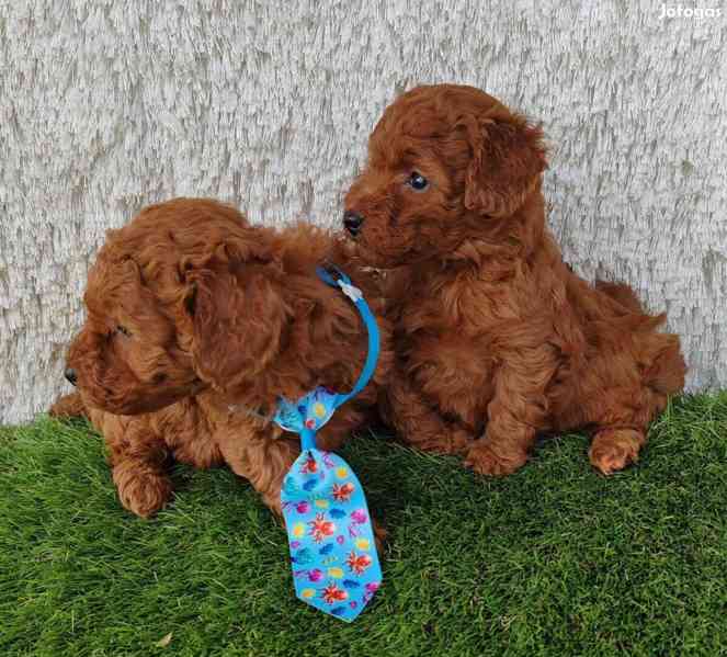 Dvě roztomilá štěňátka pudla - foto 1