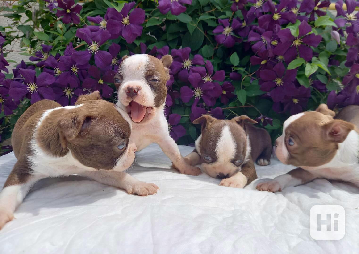 Bostonský terrier - foto 1