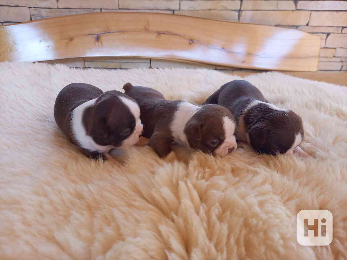 Bostonský terrier - foto 1