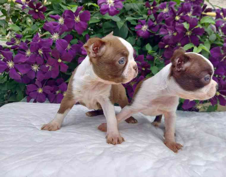Bostonský terrier - foto 3
