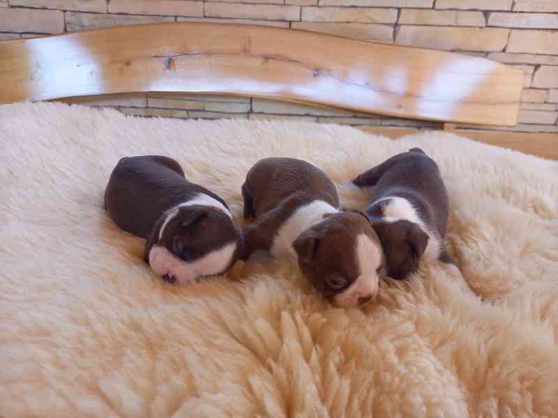 Bostonský terrier - foto 2