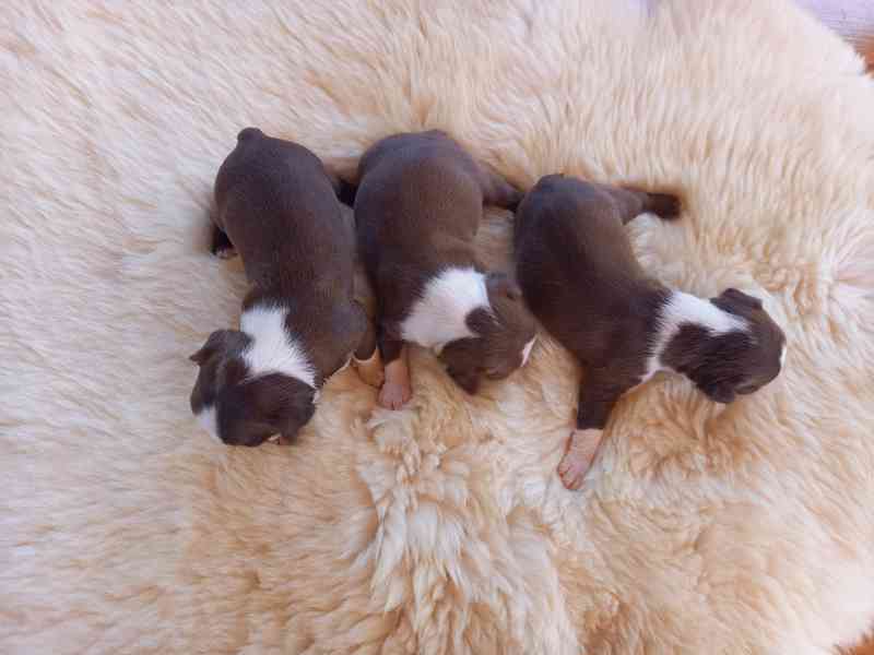 Bostonský terrier - foto 3