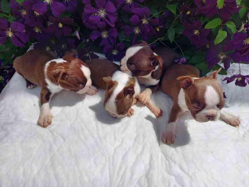 Bostonský terrier - foto 2