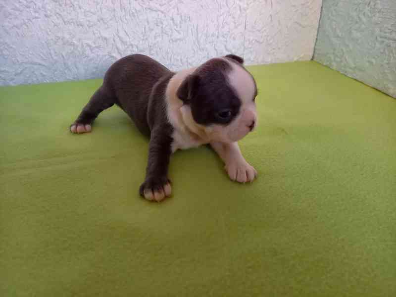 Bostonský terrier - foto 1