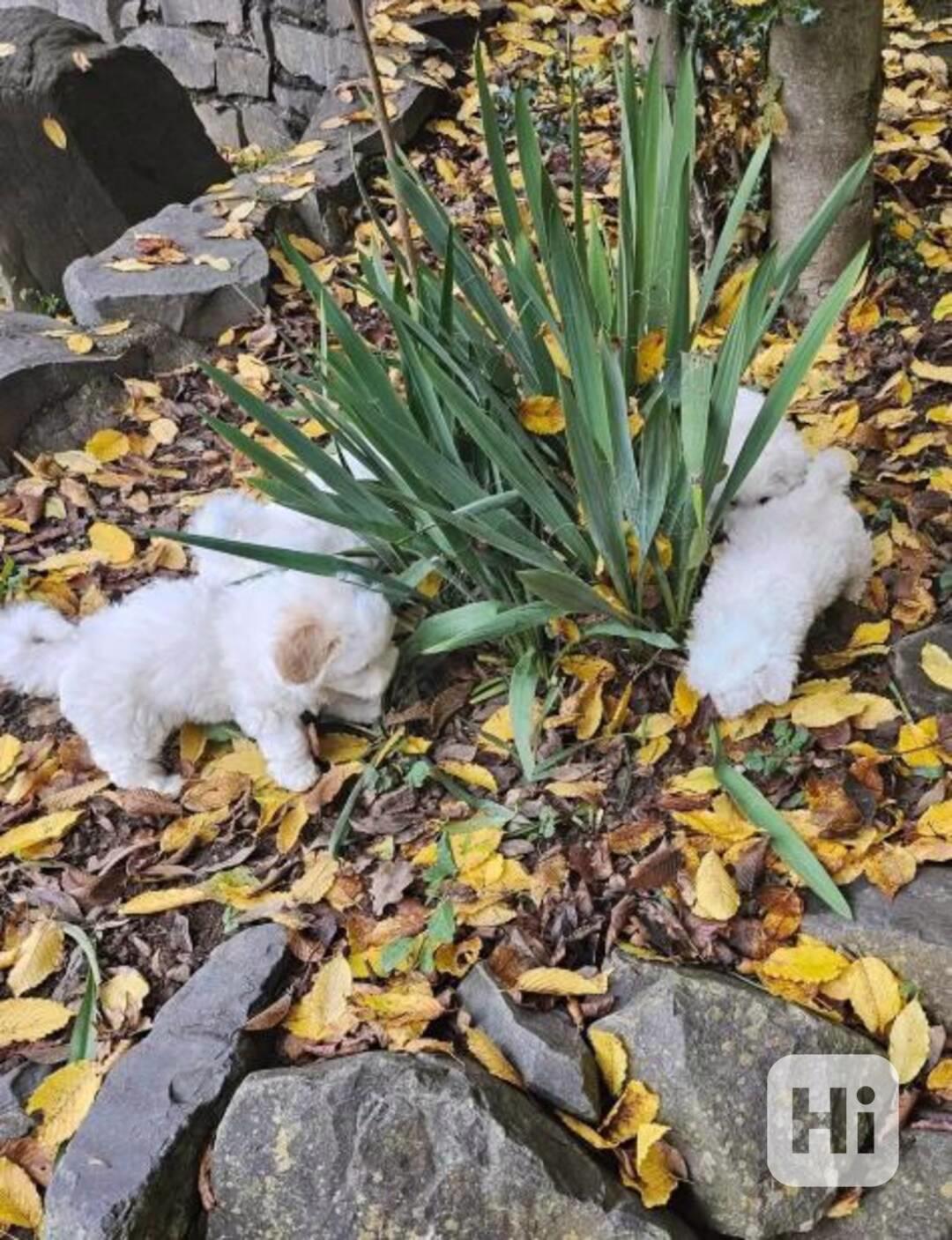Máme k dispozici rozkošná štěňata maltézského bišonka.   - foto 1