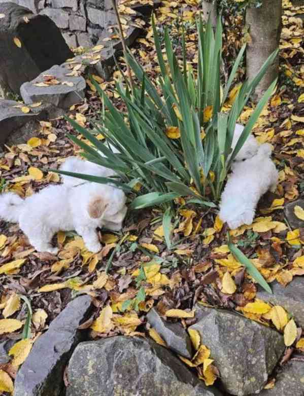 Máme k dispozici rozkošná štěňata maltézského bišonka.   - foto 1