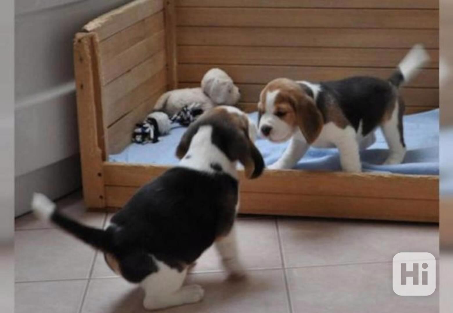  Roztomilá a okouzlující štěňata bígla - foto 1