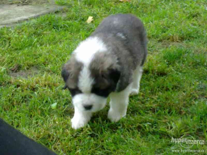 Štěňata Bernardýn - foto 1