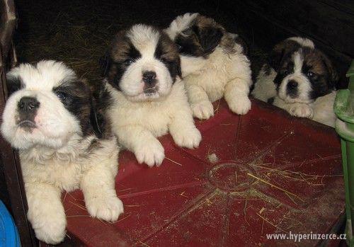 Štěňata Bernardýn - foto 3