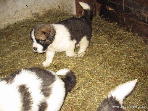 Štěňata Bernardýn - foto 4