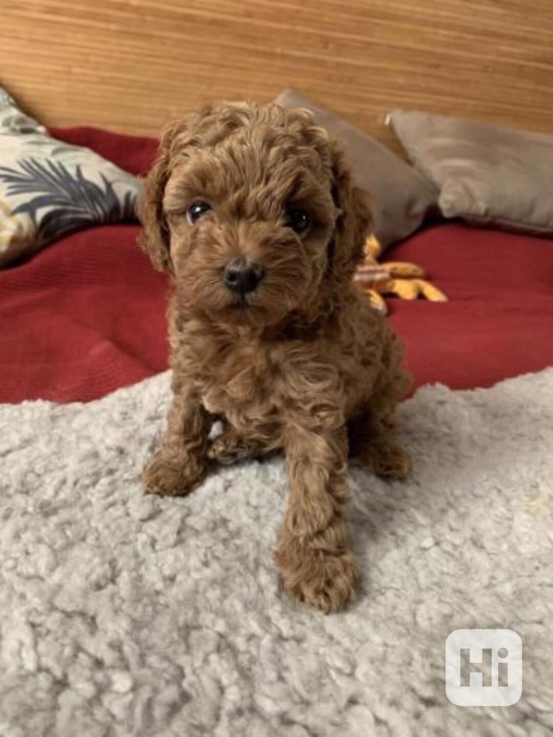 Rozkošná štěňata pudla, samec a samice k adopci. - foto 1