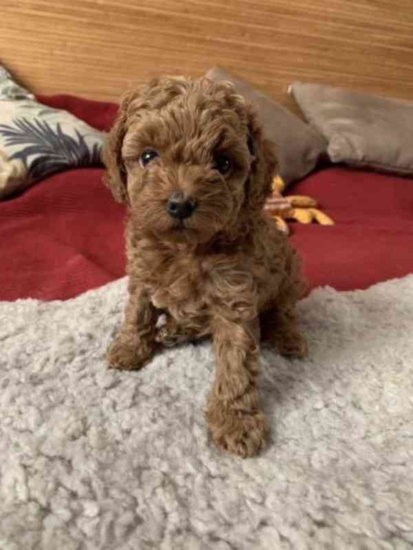 Rozkošná štěňata pudla, samec a samice k adopci.