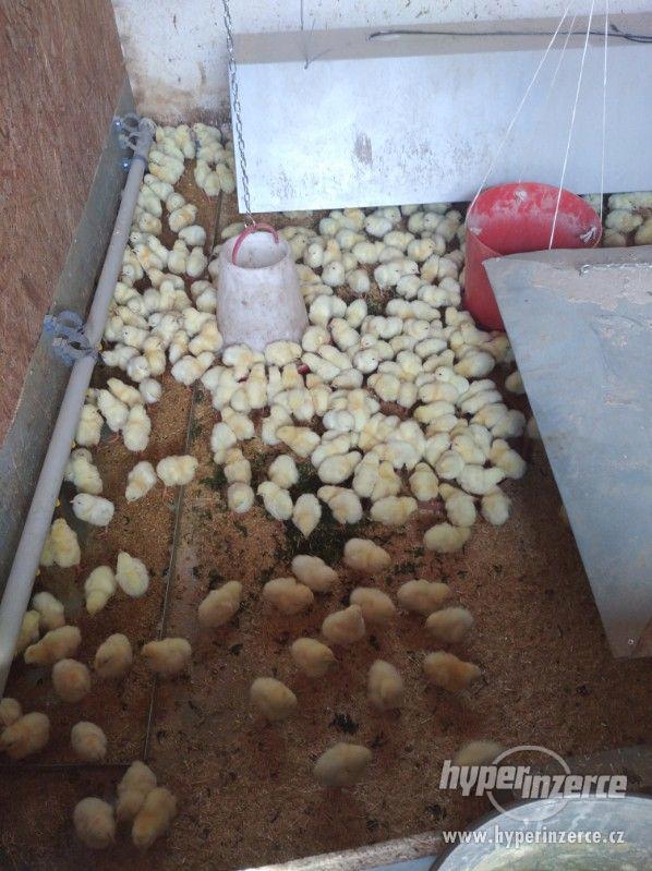 Brojlerové kuřata - foto 1