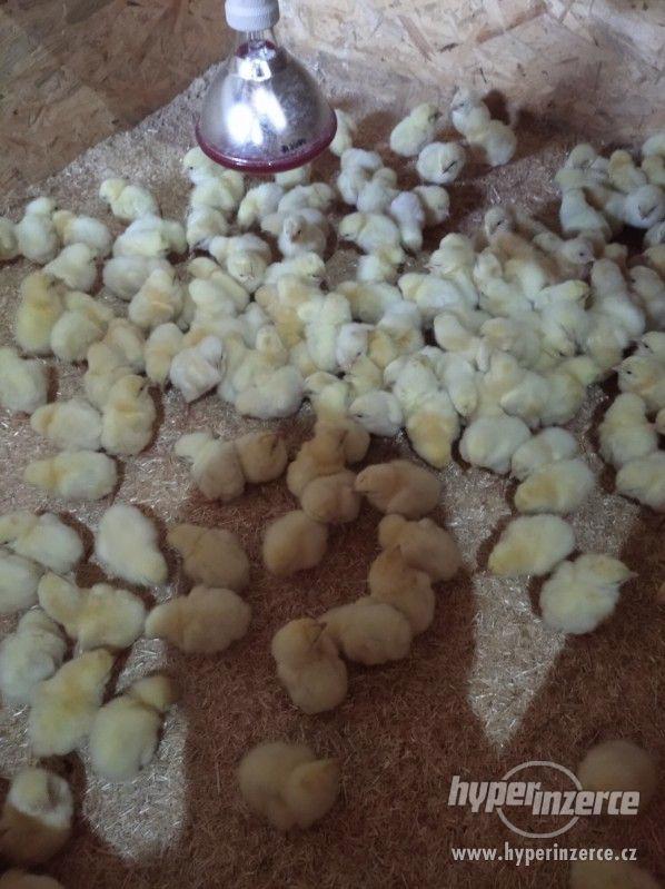 Brojlerové kuřata - foto 2
