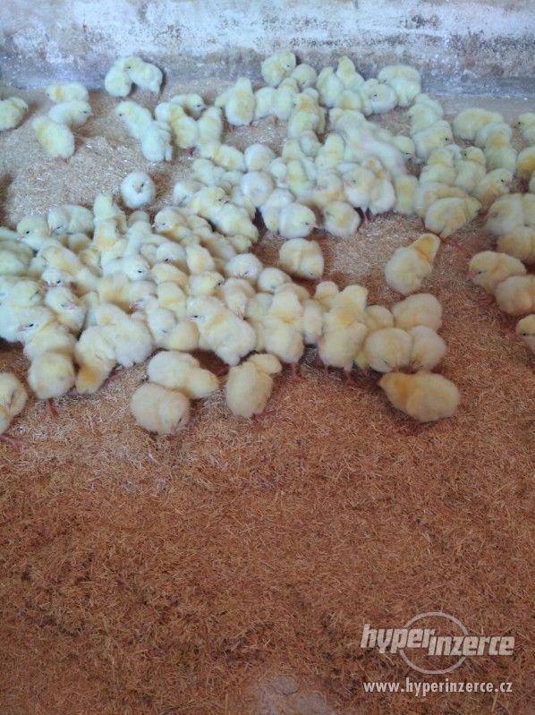 Brojlerové kuřata - foto 3