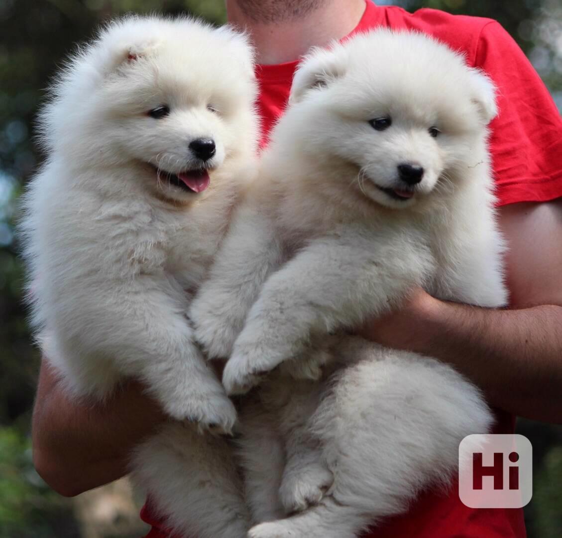 Samojed prodám krásná, statná štěňata s PP - foto 1