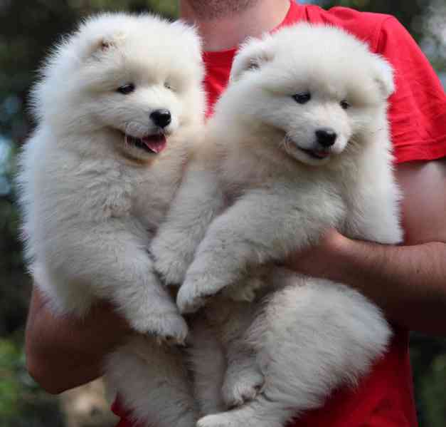 Samojed prodám krásná, statná štěňata s PP - foto 1