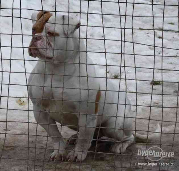 Americký buldok / American Bulldog štěňata k odběru IHNED! - foto 8