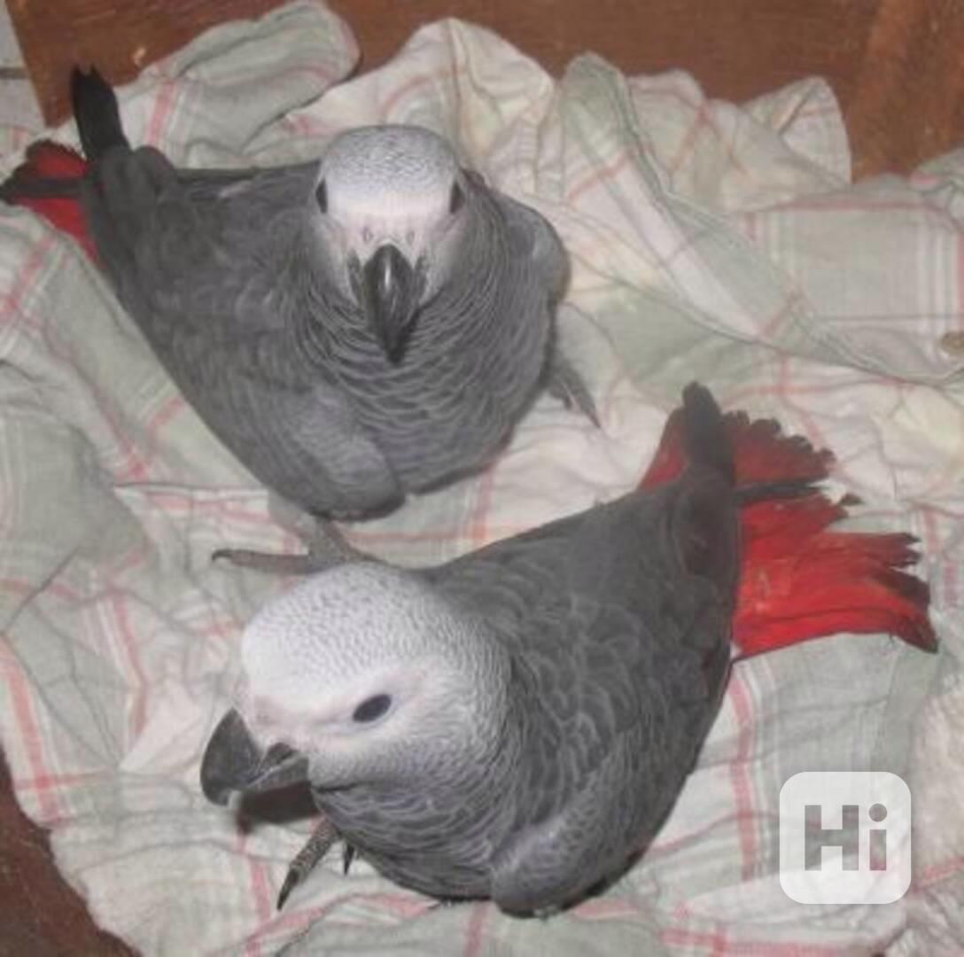 Mláďata papouška žako (African Grey) na prodej - foto 1