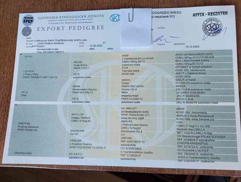 Prodám fenku Moskevského strážního psa s PP - foto 5