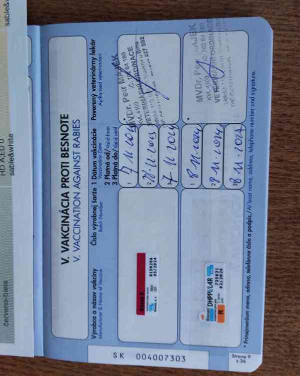 Prodám fenku Moskevského strážního psa s PP - foto 6