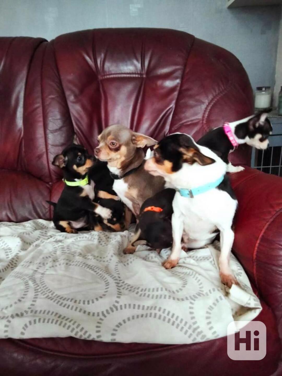  Mini  Čivava  - foto 1