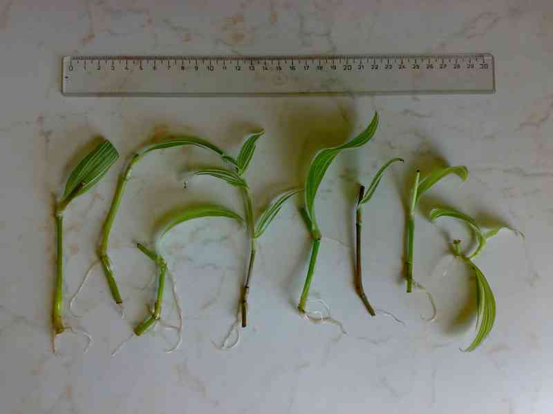 Tradescantia fluminensis „Albovittata“- zakořeněné řízky - foto 2