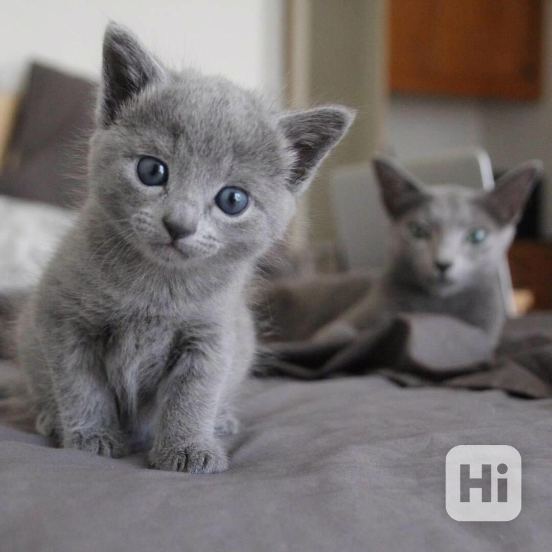 Roztomilá a bezplatná ruská modrá koťátka k bezplatné adopci - foto 1