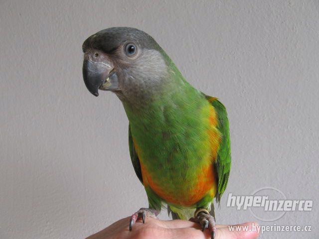 Papoušek senegalský, ochočené mládě - foto 1