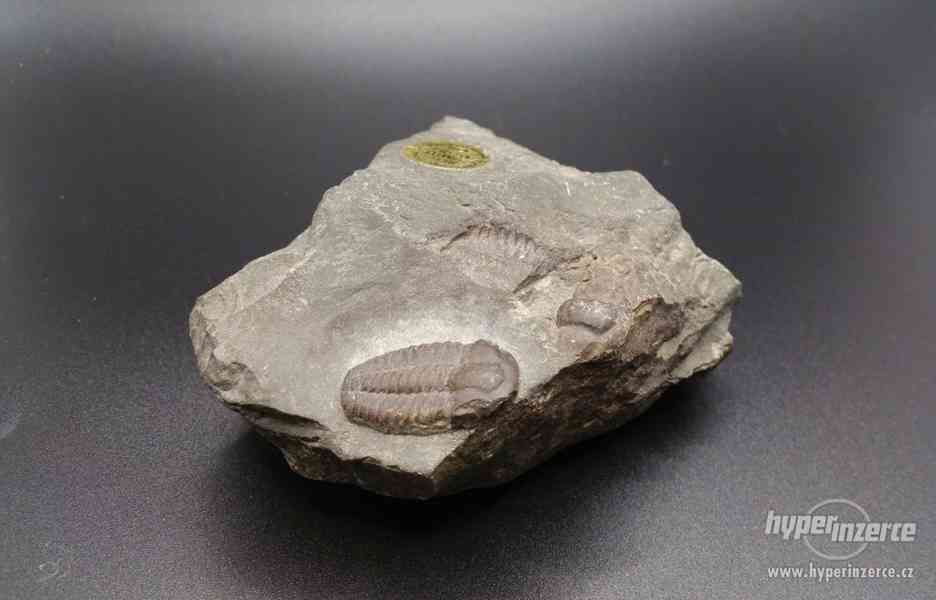 Trilobit - foto 1