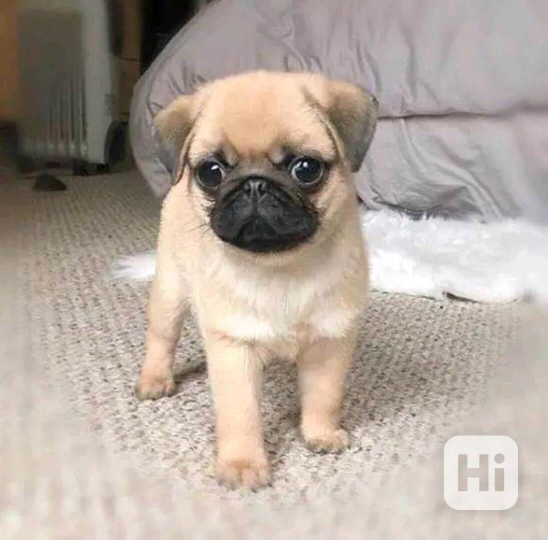 ROZTOMILÁ A MILUJÍCÍ ŠTĚŇATA MOPSE K ADOPCI - foto 1