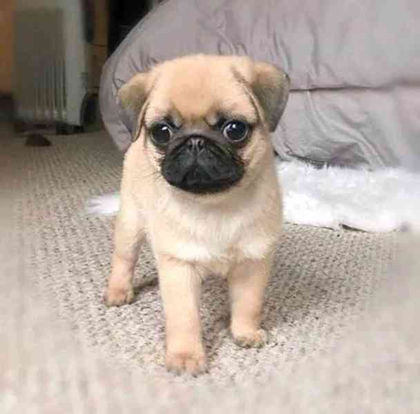 ROZTOMILÁ A MILUJÍCÍ ŠTĚŇATA MOPSE K ADOPCI