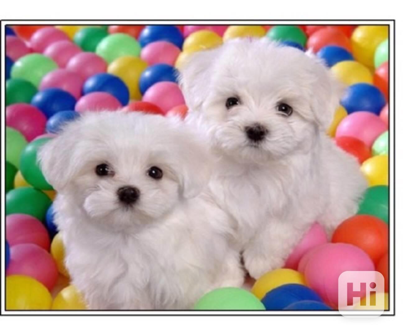 štěňátka maltézáka a fenky k adopci zdarma - foto 1